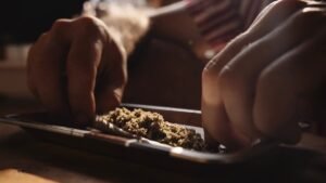 Le savoir-faire du cannabis