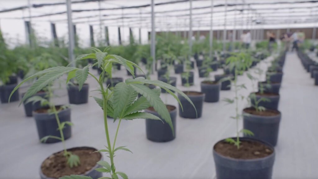 Nem Tudo São Flores