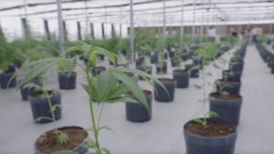 Nem Tudo São Flores